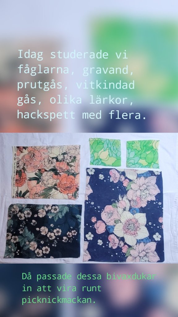 Idag studerade vi fåglarna, gravand, prutgås, vitkindad gås, olika lärkor, hackspett med flera.   Då passade dessa bivaxdukar in att vira runt picknickmackan. 
